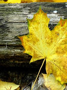 Preview wallpaper leaf, maple, autumn, log, yellow, gray