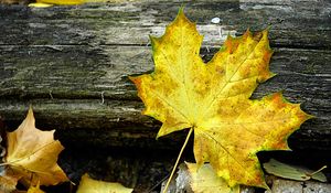 Preview wallpaper leaf, maple, autumn, log, yellow, gray