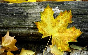 Preview wallpaper leaf, maple, autumn, log, yellow, gray