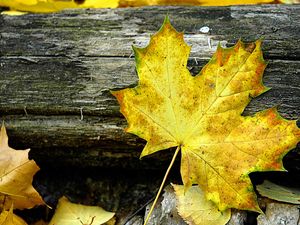 Preview wallpaper leaf, maple, autumn, log, yellow, gray