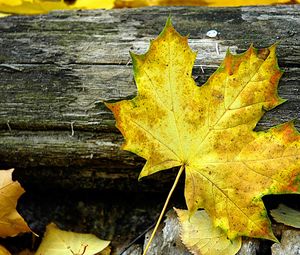 Preview wallpaper leaf, maple, autumn, log, yellow, gray