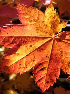 Preview wallpaper leaf, maple, autumn, dry