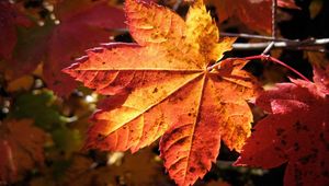 Preview wallpaper leaf, maple, autumn, dry