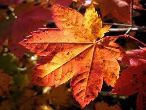 Preview wallpaper leaf, maple, autumn, dry