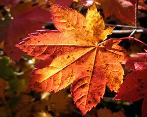 Preview wallpaper leaf, maple, autumn, dry