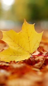 Preview wallpaper leaf, maple, autumn