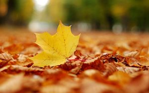 Preview wallpaper leaf, maple, autumn