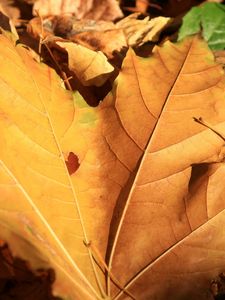 Preview wallpaper leaf, maple, autumn