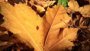 Preview wallpaper leaf, maple, autumn