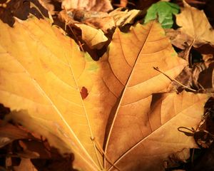 Preview wallpaper leaf, maple, autumn