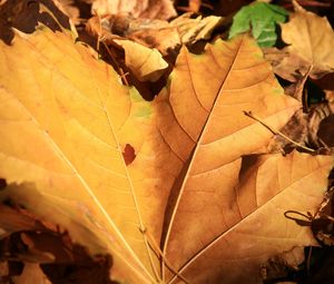 Preview wallpaper leaf, maple, autumn