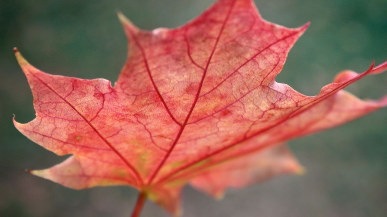 Wallpaper leaf, maple, autumn