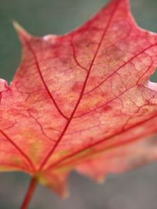 Preview wallpaper leaf, maple, autumn