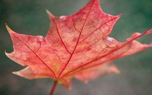 Preview wallpaper leaf, maple, autumn