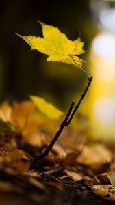 Preview wallpaper leaf, maple, branch, macro