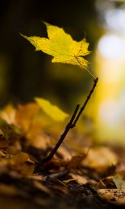 Preview wallpaper leaf, maple, branch, macro