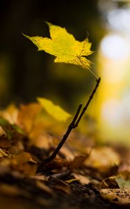 Preview wallpaper leaf, maple, branch, macro