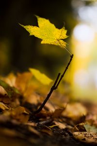 Preview wallpaper leaf, maple, branch, macro