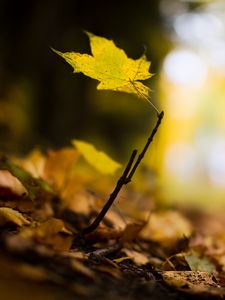 Preview wallpaper leaf, maple, branch, macro