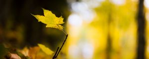 Preview wallpaper leaf, maple, branch, macro