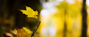 Preview wallpaper leaf, maple, branch, macro