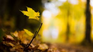 Preview wallpaper leaf, maple, branch, macro