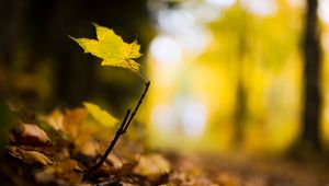 Preview wallpaper leaf, maple, branch, macro