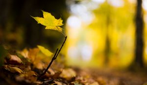 Preview wallpaper leaf, maple, branch, macro