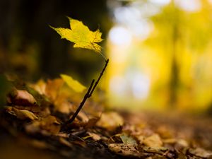 Preview wallpaper leaf, maple, branch, macro