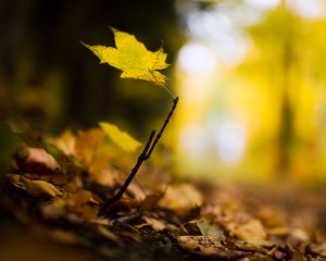 Preview wallpaper leaf, maple, branch, macro