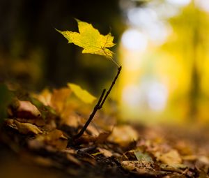 Preview wallpaper leaf, maple, branch, macro