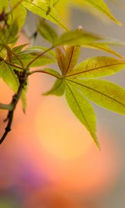 Preview wallpaper leaf, maple, branch, blur, macro