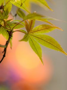 Preview wallpaper leaf, maple, branch, blur, macro