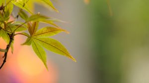 Preview wallpaper leaf, maple, branch, blur, macro