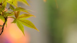 Preview wallpaper leaf, maple, branch, blur, macro