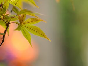 Preview wallpaper leaf, maple, branch, blur, macro