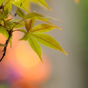 Preview wallpaper leaf, maple, branch, blur, macro