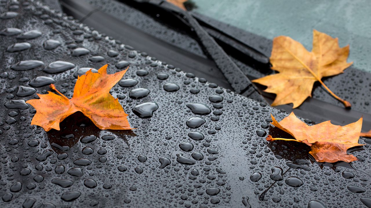 Wallpaper leaf, maple, drops, hood, rain, autumn