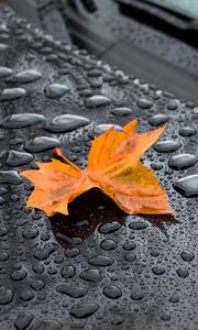 Preview wallpaper leaf, maple, drops, hood, rain, autumn