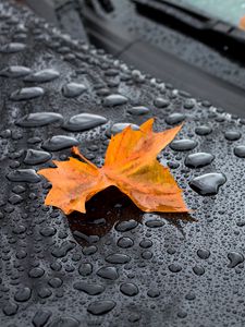 Preview wallpaper leaf, maple, drops, hood, rain, autumn