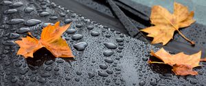 Preview wallpaper leaf, maple, drops, hood, rain, autumn