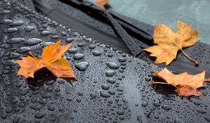 Preview wallpaper leaf, maple, drops, hood, rain, autumn