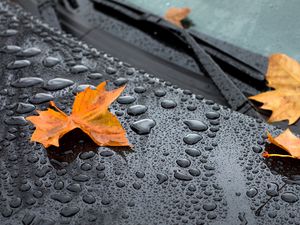 Preview wallpaper leaf, maple, drops, hood, rain, autumn