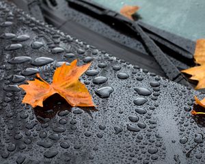 Preview wallpaper leaf, maple, drops, hood, rain, autumn