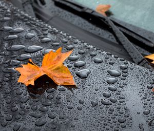 Preview wallpaper leaf, maple, drops, hood, rain, autumn