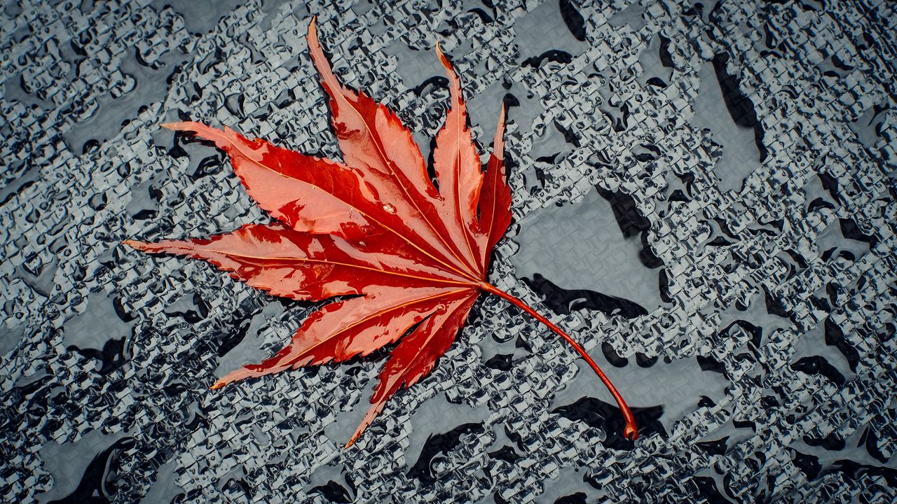 Wallpaper leaf, maple, drops, water, wet, surface