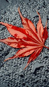 Preview wallpaper leaf, maple, drops, water, wet, surface