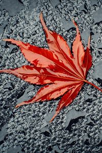 Preview wallpaper leaf, maple, drops, water, wet, surface