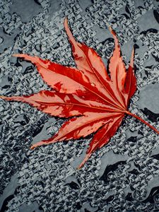 Preview wallpaper leaf, maple, drops, water, wet, surface