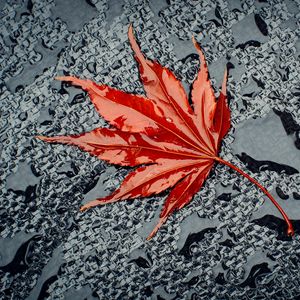 Preview wallpaper leaf, maple, drops, water, wet, surface